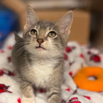 Enlarge Paperclip, a Adoptable Domestic Short Hair in Concord, NC image 2/2