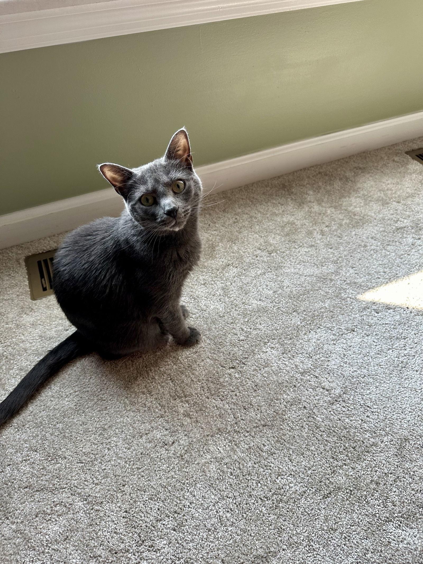 Hilda, a Adoptable Domestic Short Hair in Philadelphia, PA image 1/3