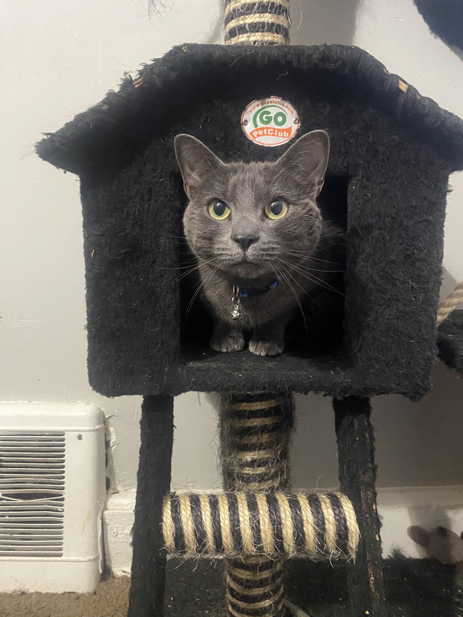 Hilda, a Adoptable Domestic Short Hair in Philadelphia, PA image 1/3