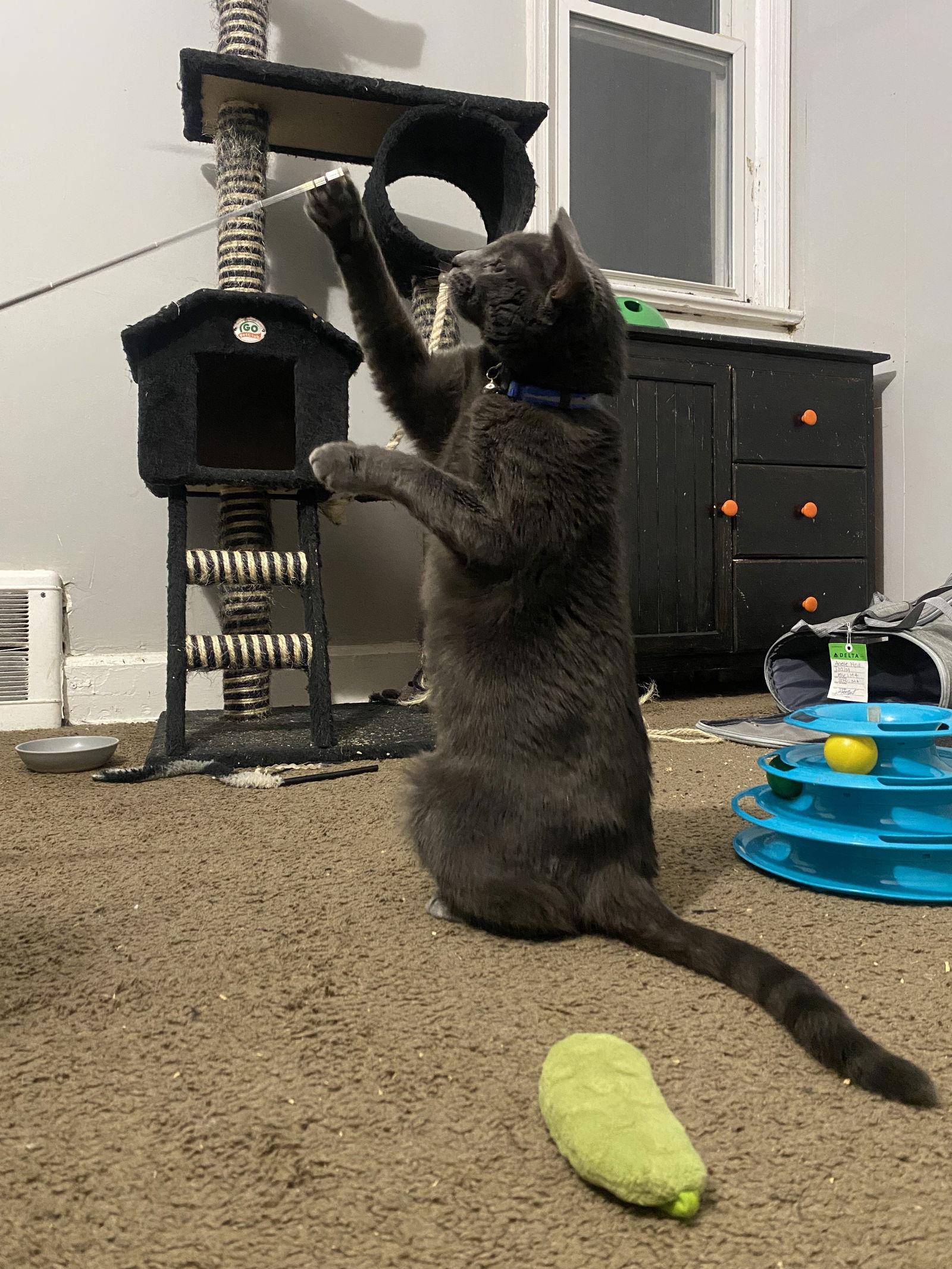 Hilda, a Adoptable Domestic Short Hair in Philadelphia, PA image 2/3