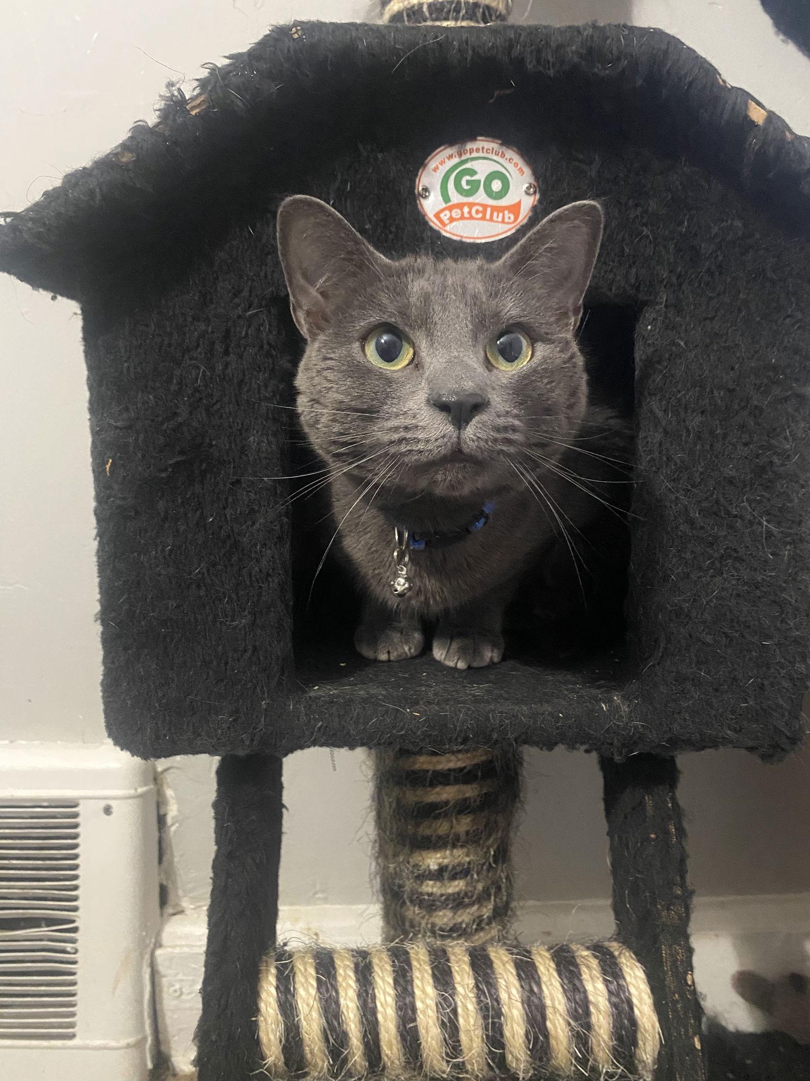 Hilda, Adoptable, Adult Female Domestic Short Hair.