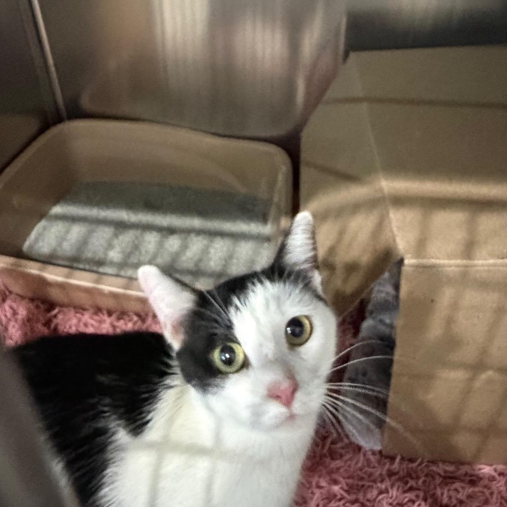 Natasha, Adoptable, Young Female Domestic Short Hair.