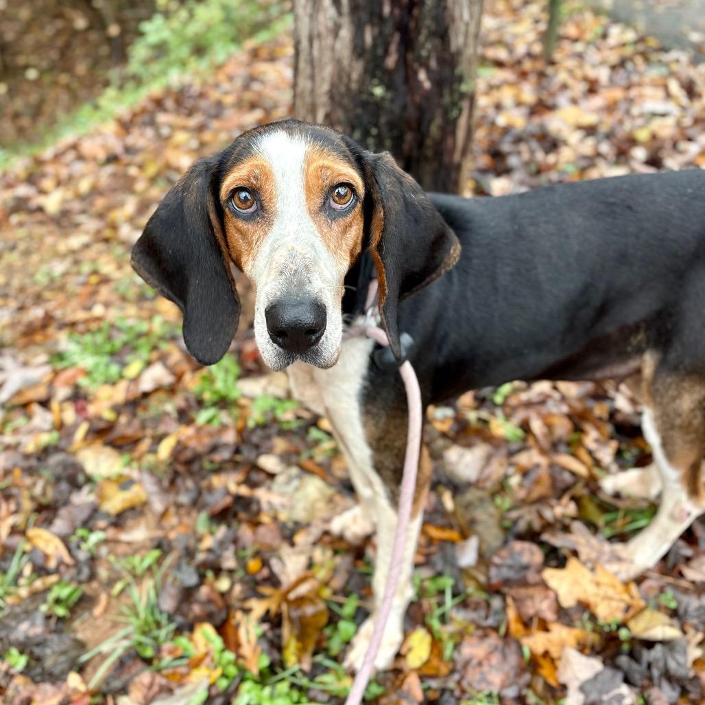 Martie Maguire, Adoptable, Adult Female Treeing Walker Coonhound.