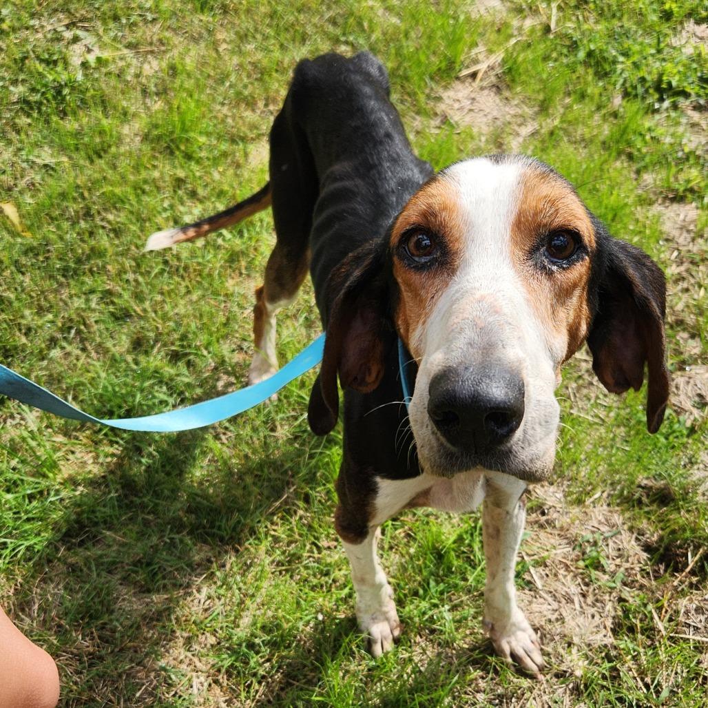 Martie Maguire, a Adoptable Treeing Walker Coonhound in Rocky Mount, VA image 2/2