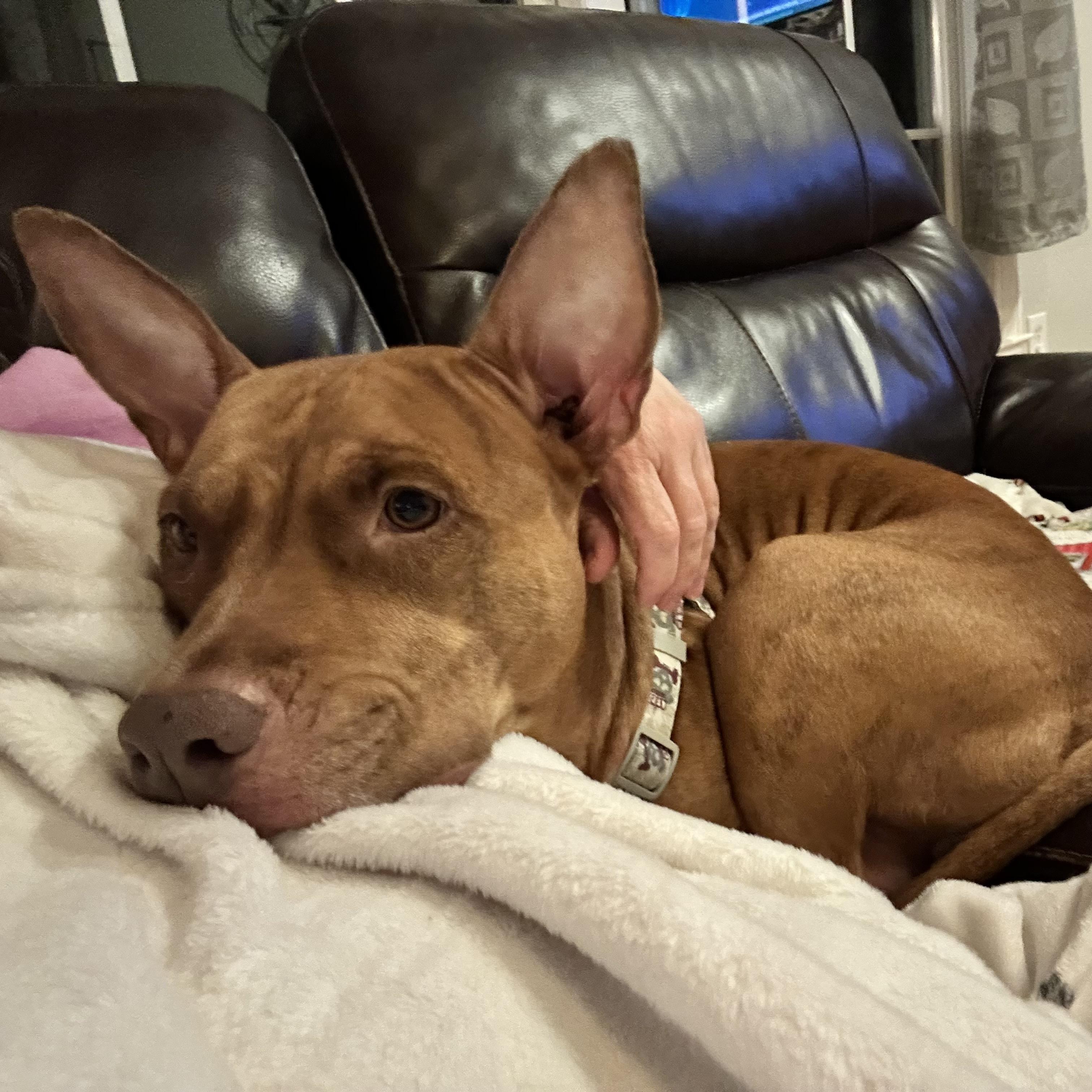 Enlarge Coco, a Adoptable mixed breed in Ellicott City, MD image 2/4