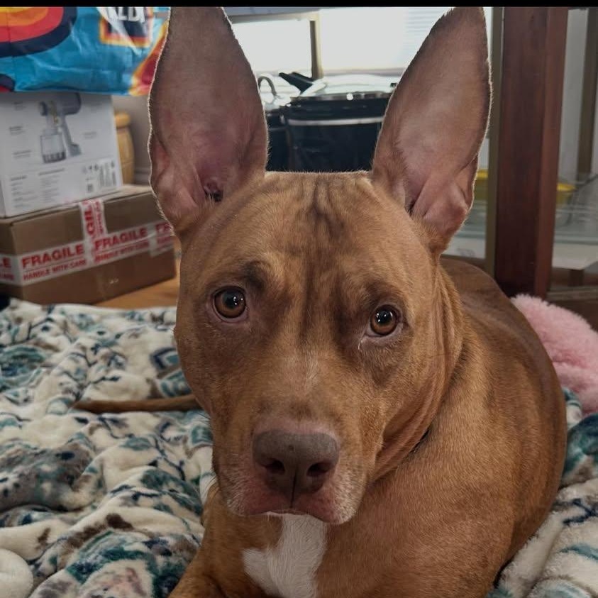 Coco, Adoptable, Adult Female Terrier & Mixed Breed.