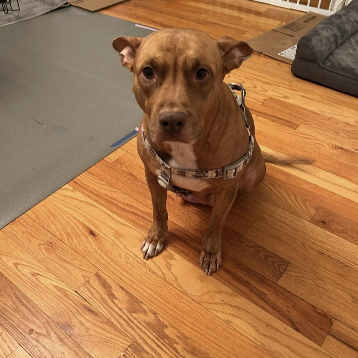 Enlarge Coco, a Adoptable mixed breed in Ellicott City, MD image 4/4