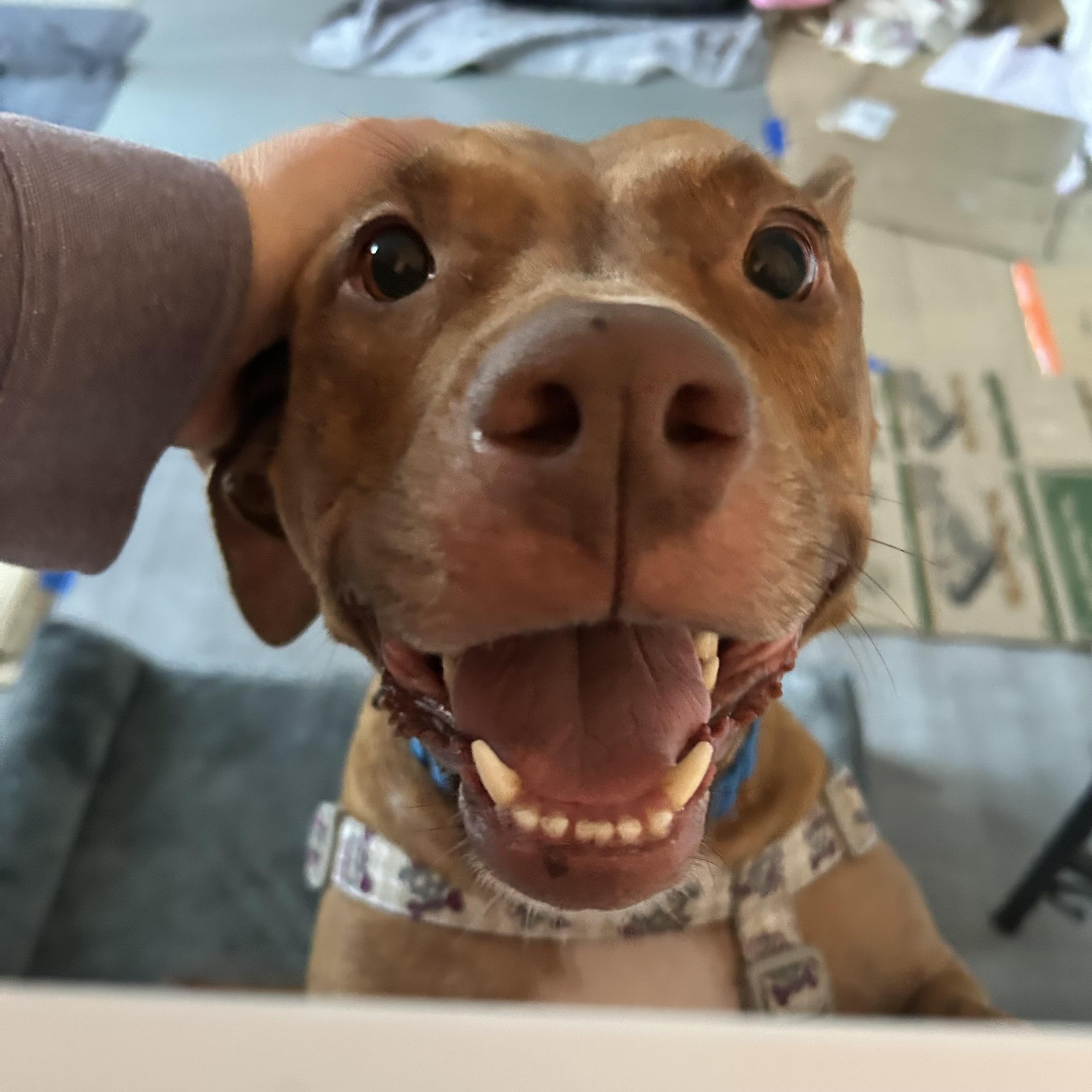 Enlarge Coco, a Adoptable mixed breed in Ellicott City, MD image 3/4