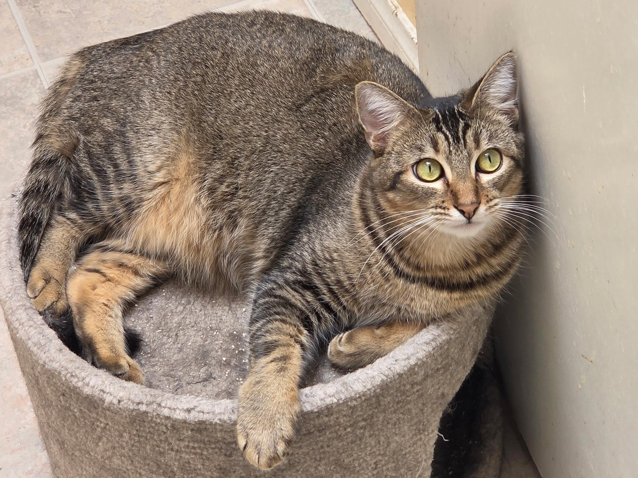 Cookie, Adoptable, Young Female Tabby & Domestic Short Hair.