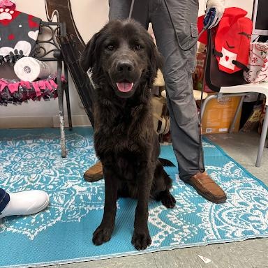 Goofy, an adopted mixed breed in Danbury, CT image 3/6