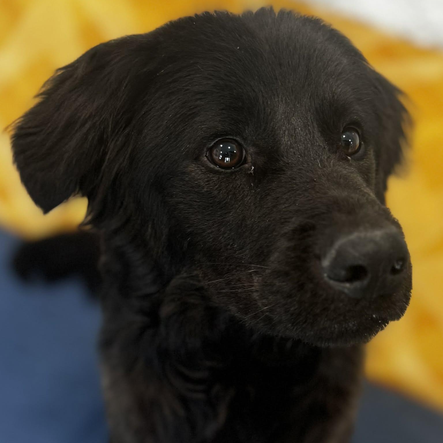 Goofy, an adopted mixed breed in Danbury, CT image 1/6