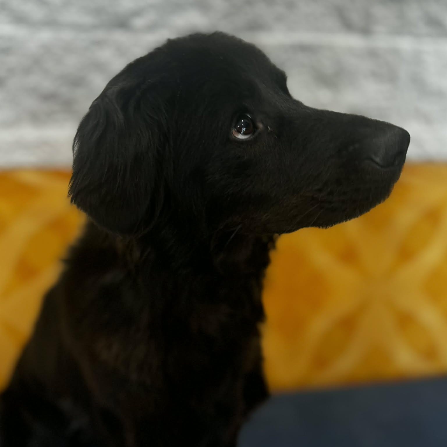 Goofy, an adopted mixed breed in Danbury, CT image 4/6