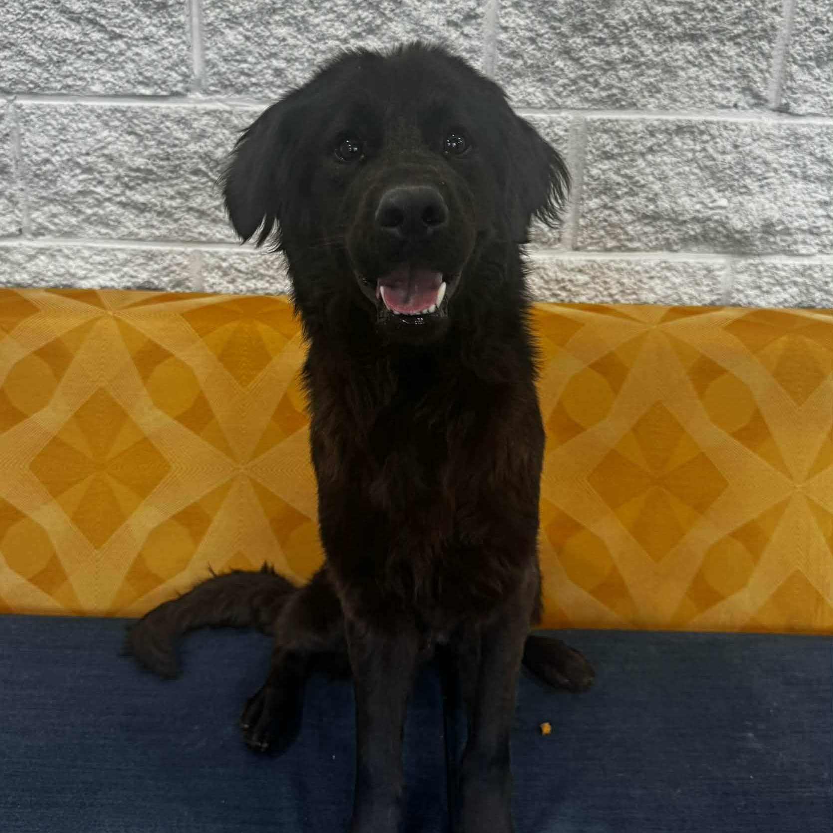 Goofy, an adopted mixed breed in Danbury, CT image 6/6