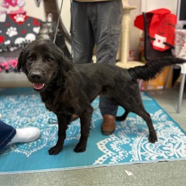 Goofy, an adopted mixed breed in Danbury, CT image 2/6