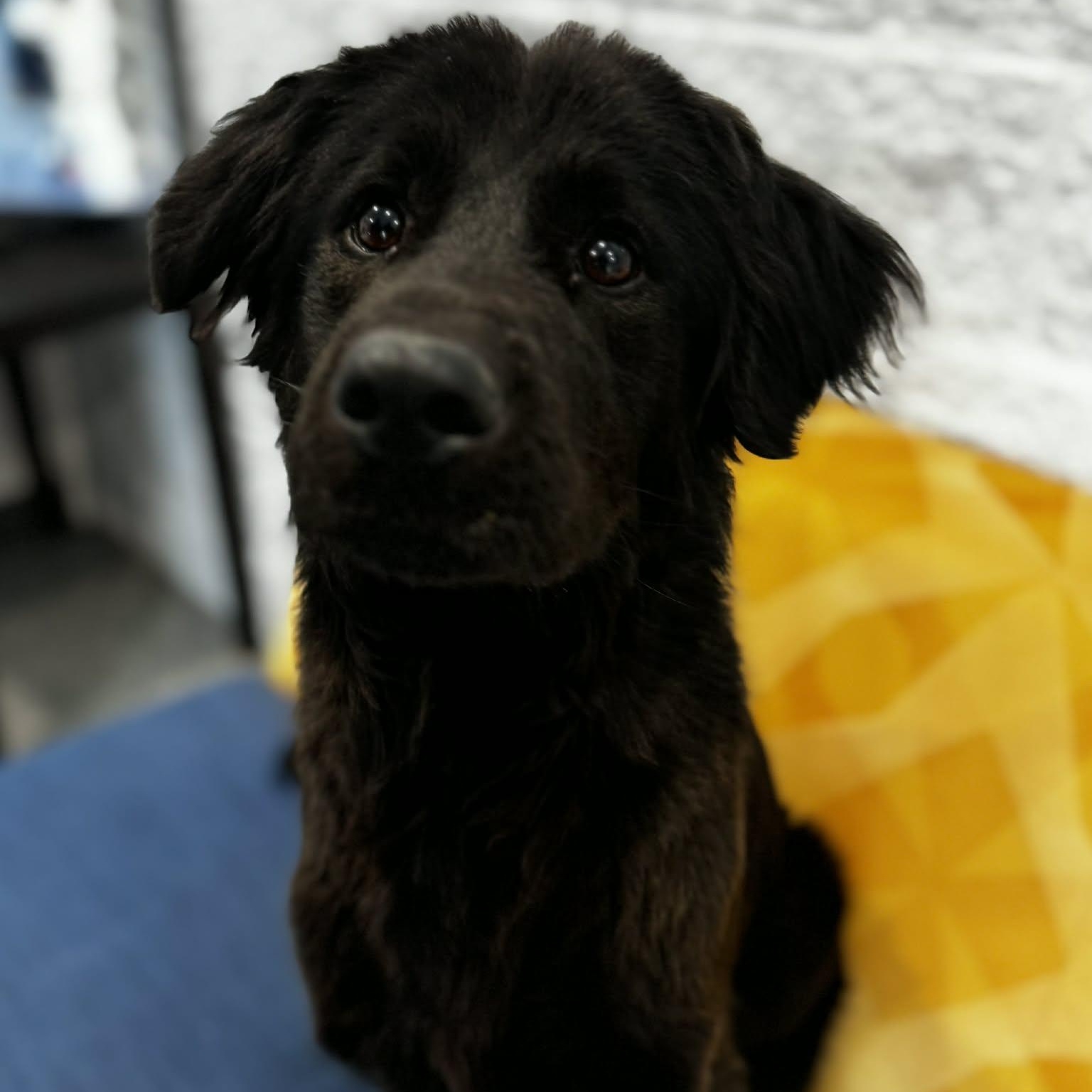 Goofy, an adopted mixed breed in Danbury, CT image 5/6