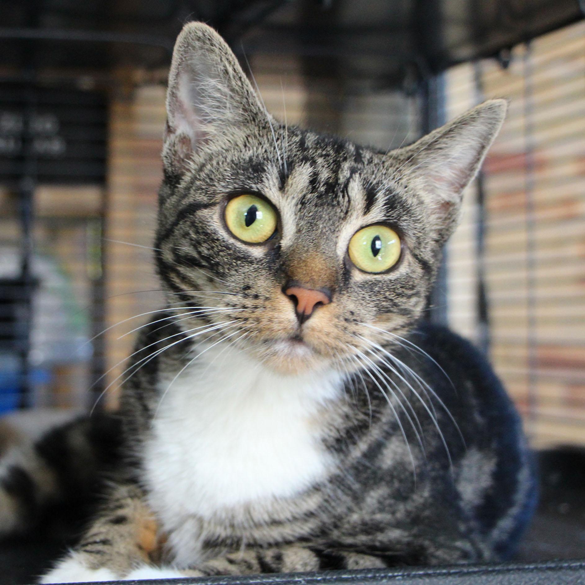 Miss Mia, Adoptable, Kitten Female Tabby & Domestic Short Hair.