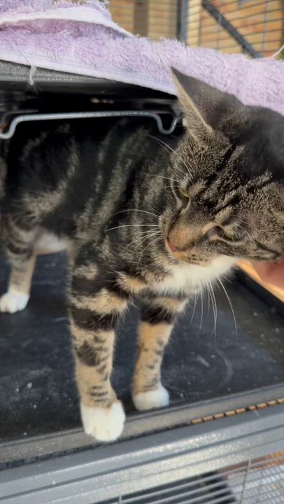 Enlarge Miss Mia, a Adoptable mixed breed in Harrisburg, PA video 4/4
