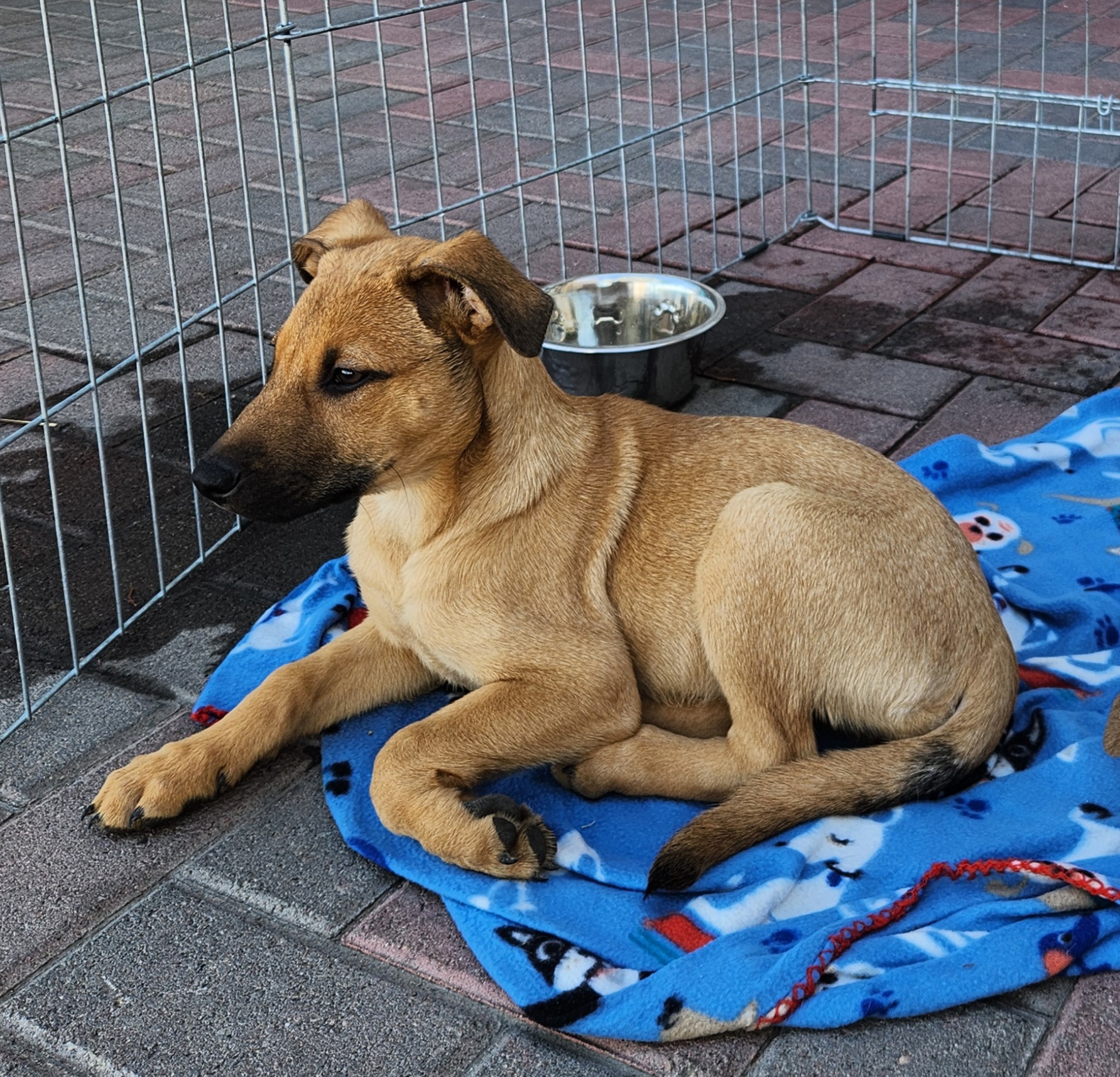 MEDUSA, a Adoptable mixed breed in Las Vegas, NV image 5/6