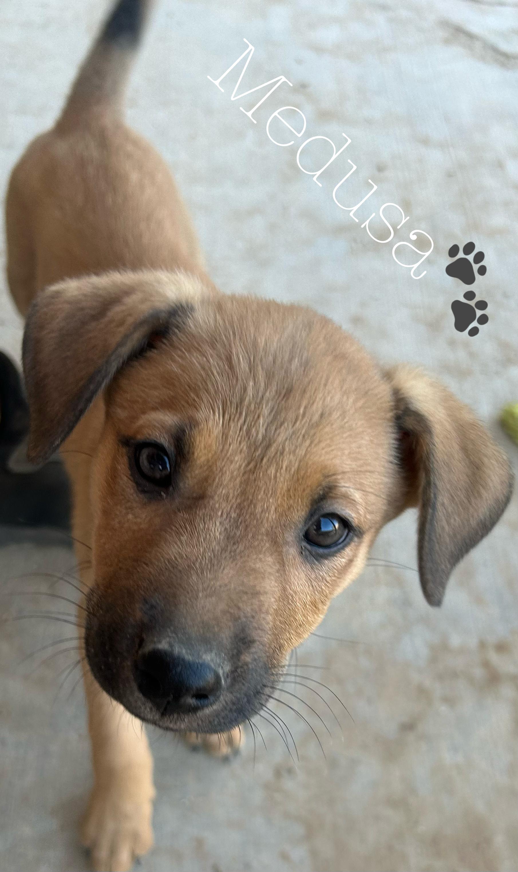 MEDUSA, a Adoptable mixed breed in Las Vegas, NV image 4/6