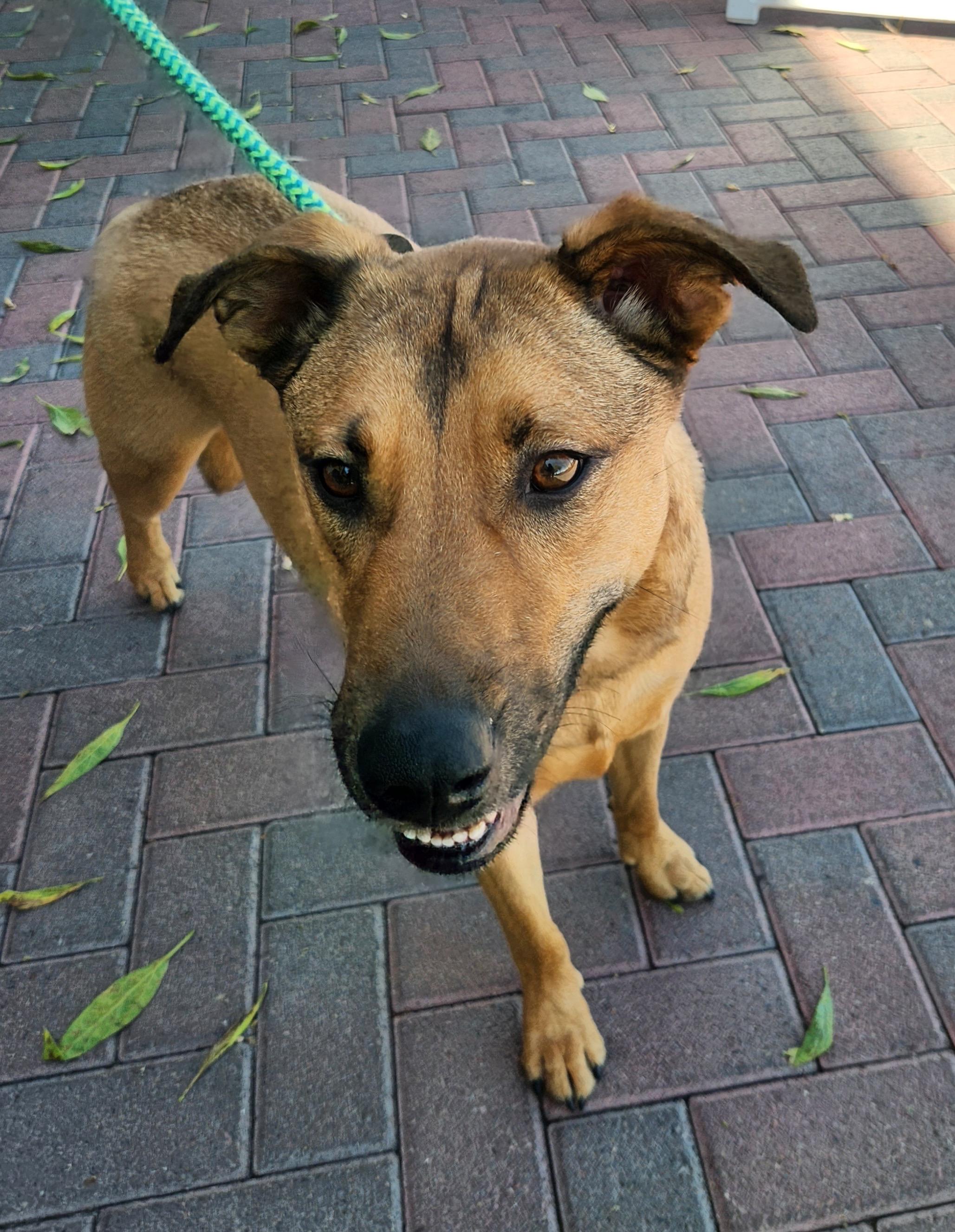 MEDUSA, a Adoptable mixed breed in Las Vegas, NV image 2/5