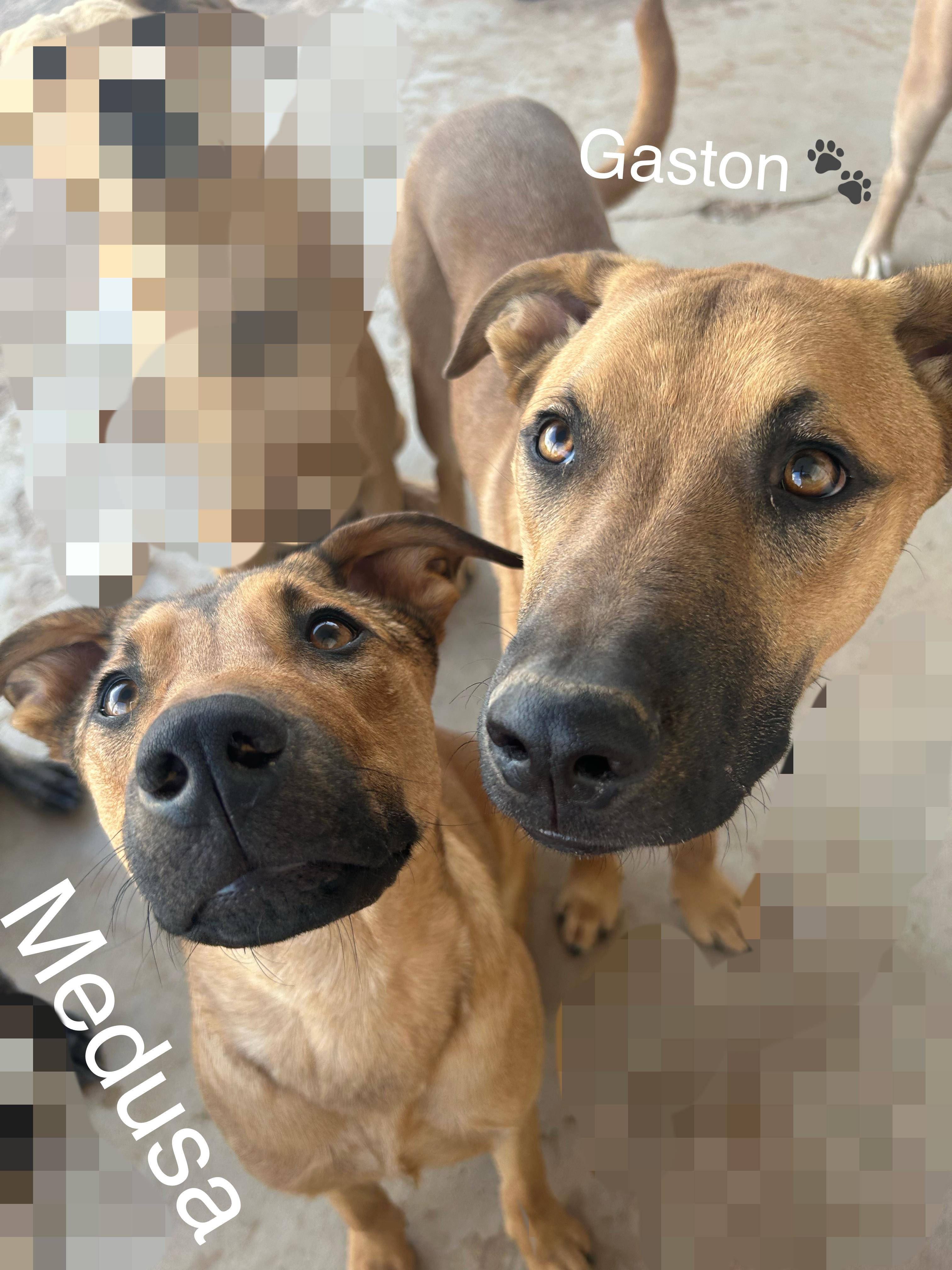 MEDUSA, a Adoptable mixed breed in Las Vegas, NV image 2/6