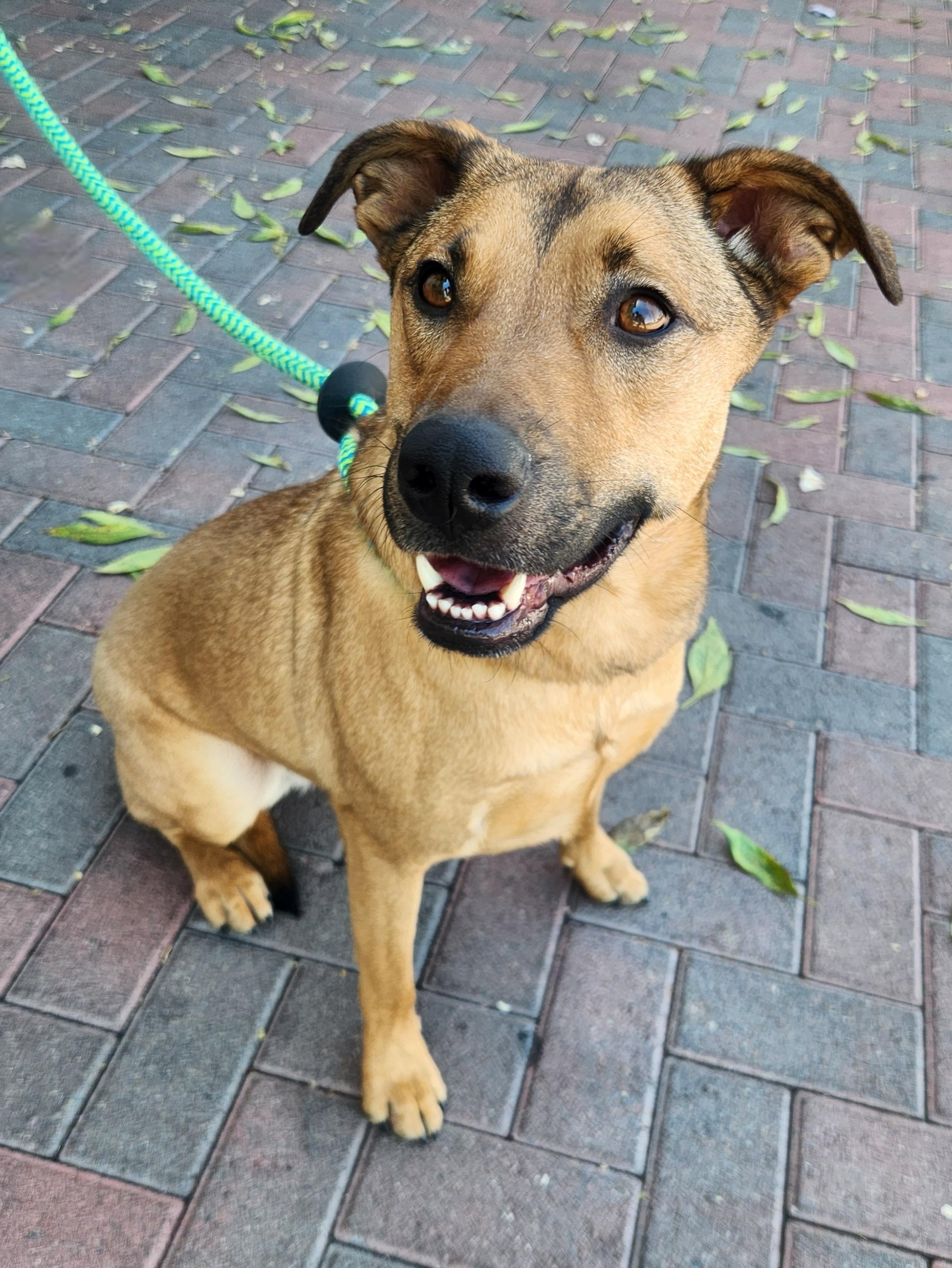 MEDUSA, a Adoptable mixed breed in Las Vegas, NV image 3/5