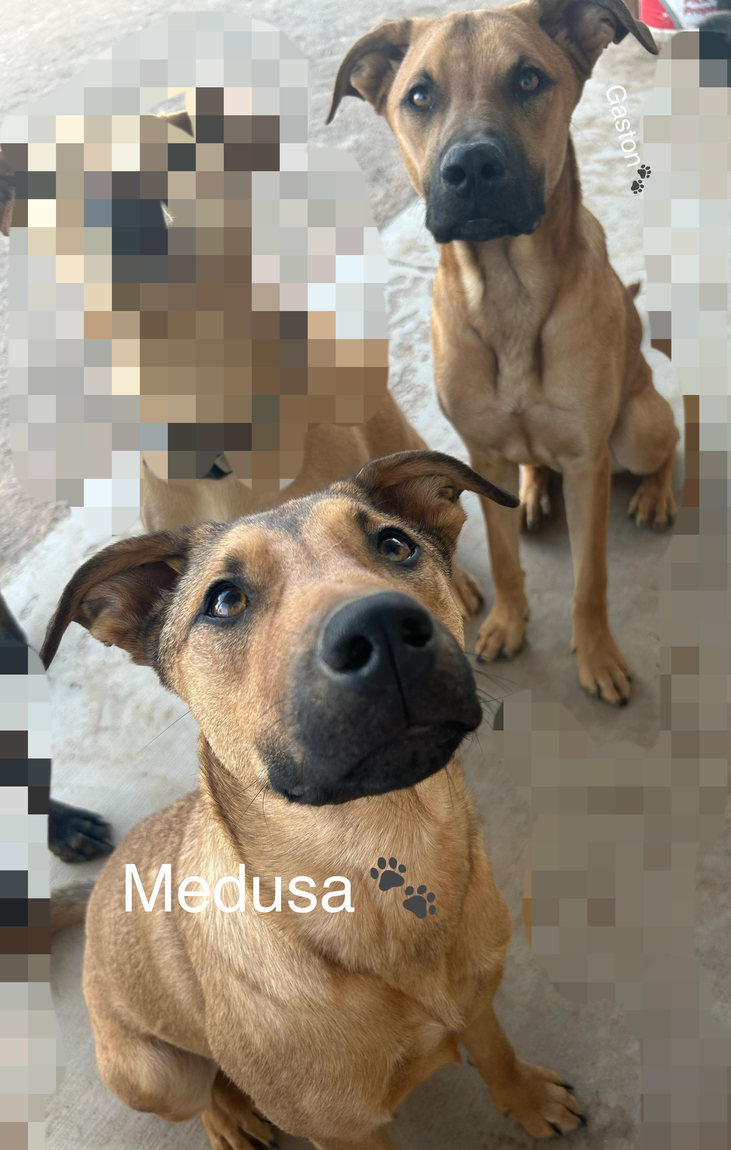 MEDUSA, a Adoptable mixed breed in Las Vegas, NV image 1/6