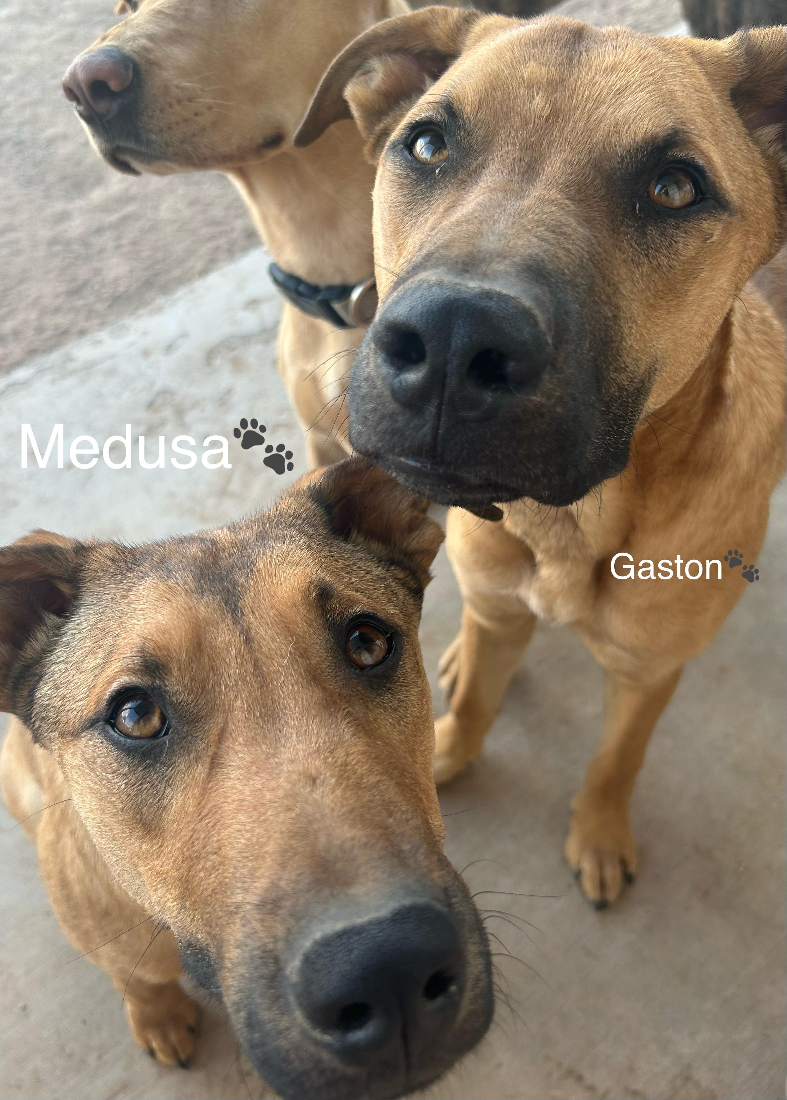 MEDUSA, a Adoptable mixed breed in Las Vegas, NV image 3/6