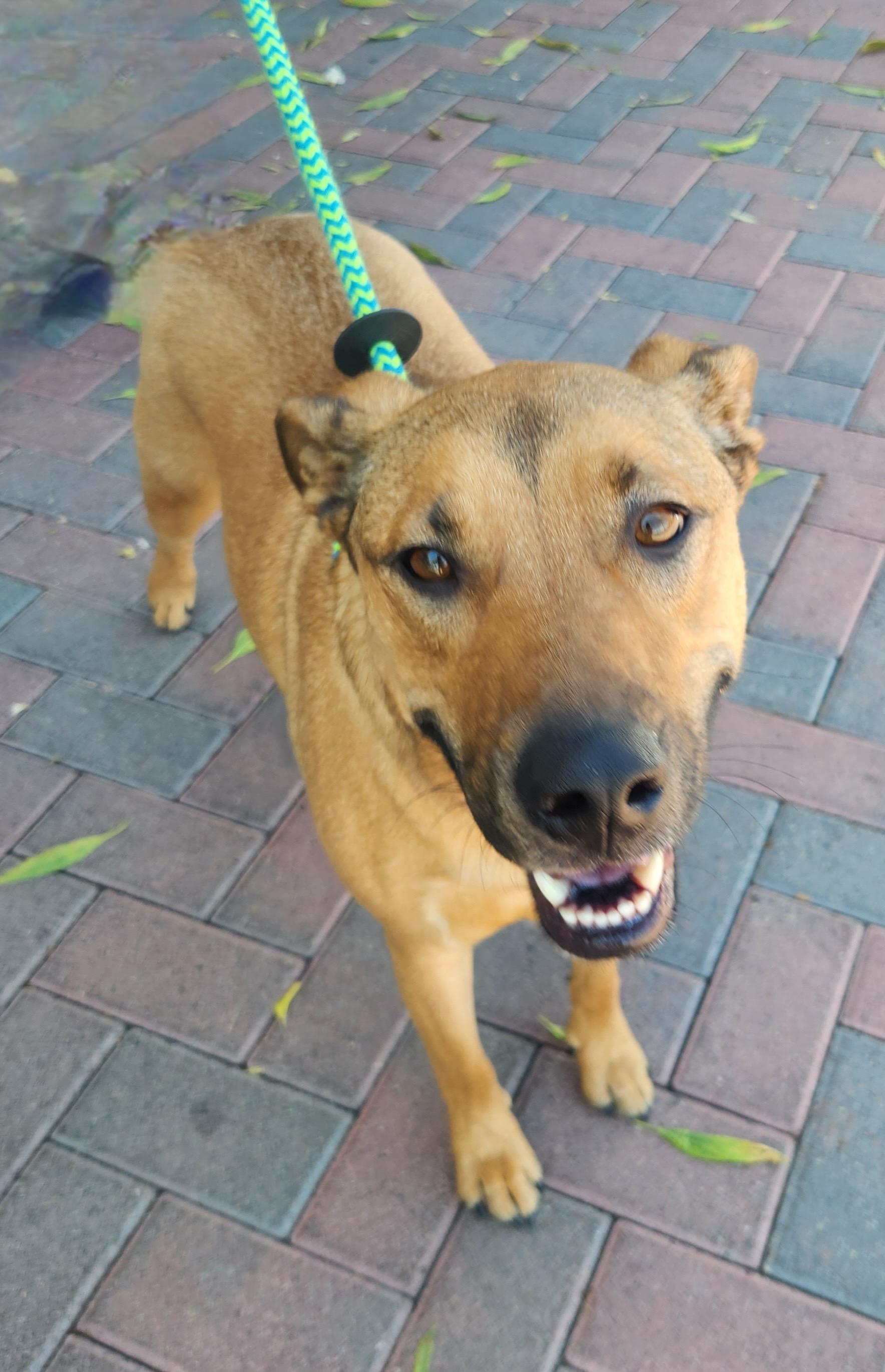 MEDUSA, a Adoptable mixed breed in Las Vegas, NV image 4/5
