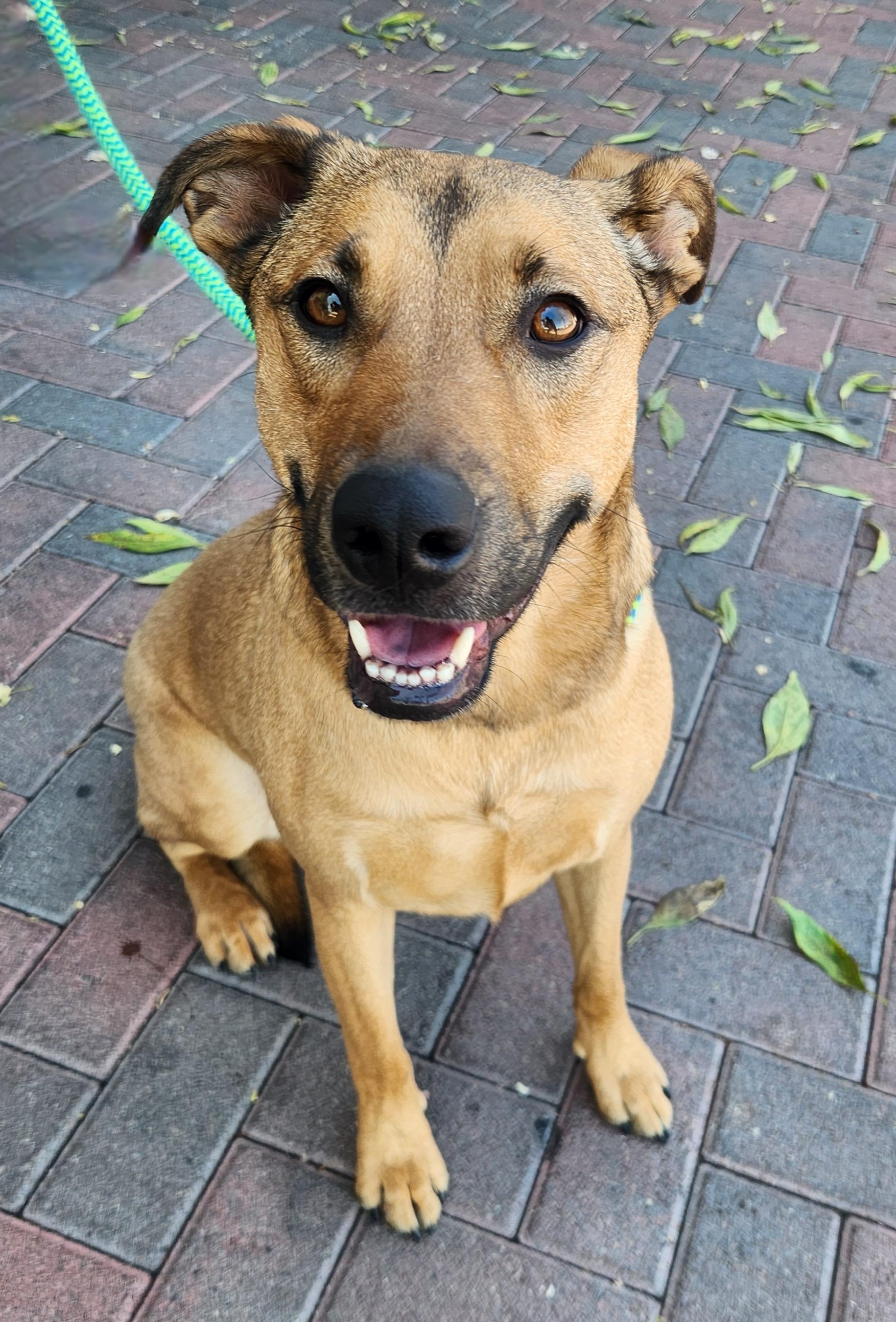 MEDUSA, a Adoptable mixed breed in Las Vegas, NV image 1/5