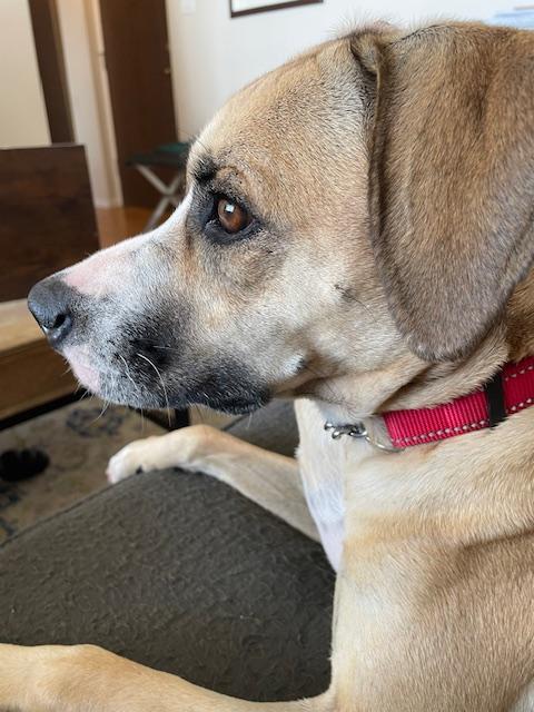 Enlarge Forella (40 lbs), a ADOPTABLE Mixed Breed in Mississauga, ON image 2/6