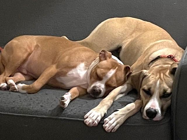 Enlarge Forella (40 lbs), a ADOPTABLE Mixed Breed in Mississauga, ON image 5/6