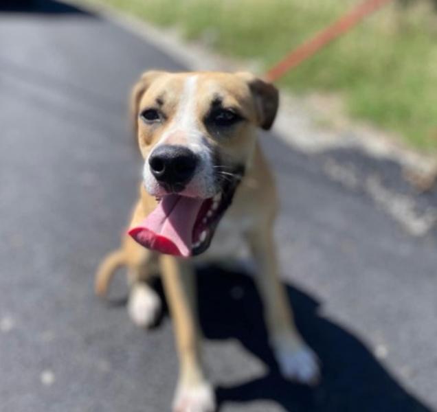 Enlarge Forella (40 lbs), a ADOPTABLE Mixed Breed in Mississauga, ON image 6/6