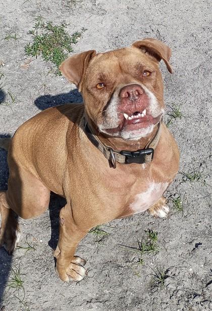 Enlarge Rocco, a Adoptable mixed breed in Palm Coast, FL image 1/3