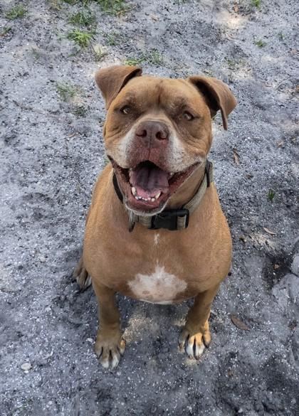 Enlarge Rocco, a Adoptable mixed breed in Palm Coast, FL image 2/3