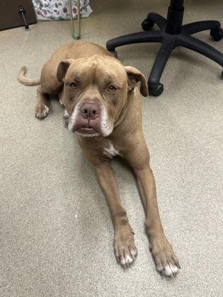 Enlarge Rocco, a Adoptable mixed breed in Palm Coast, FL image 3/3
