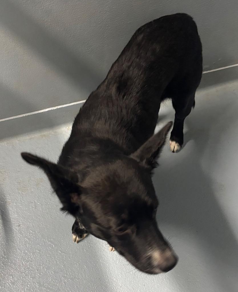 Audrey, Adoptable, Young Female Mixed Breed.