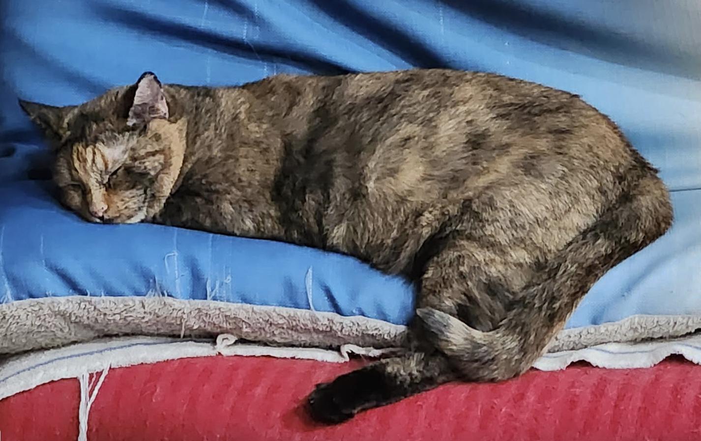 Enlarge Mia, a Adoptable Tortoiseshell in Fort Worth, TX image 2/2