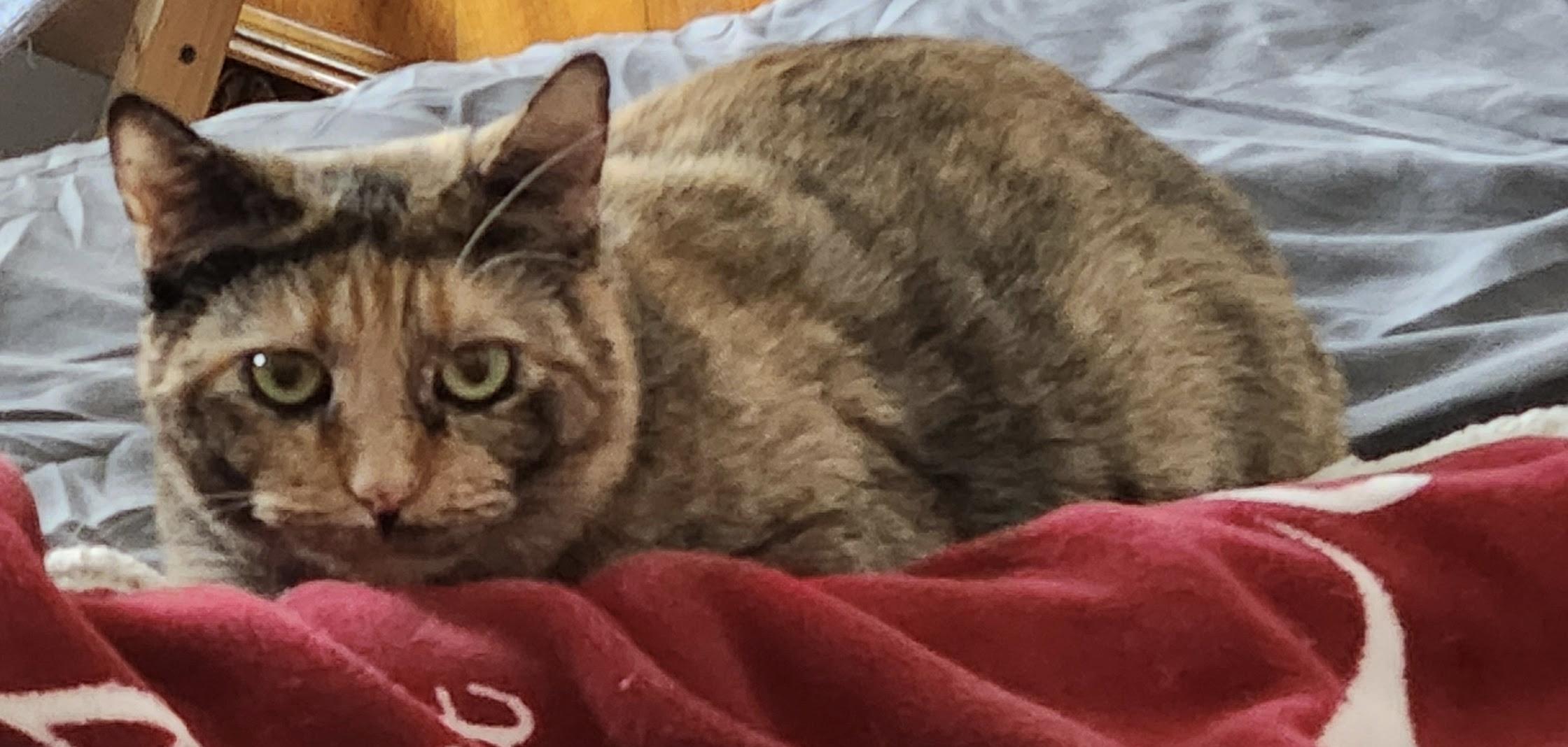 Mia, Adult Female Tortoiseshell