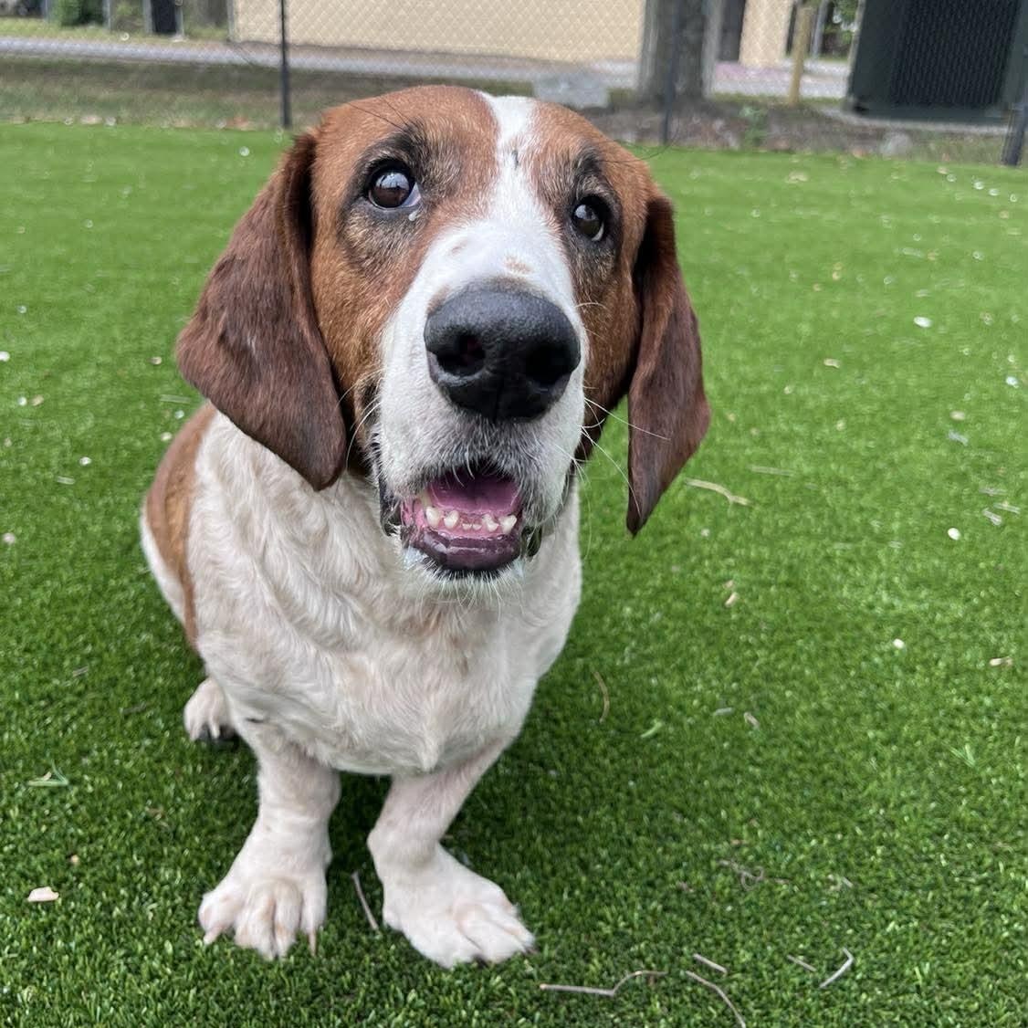 Enlarge Pluto Potato, a ADOPTABLE mixed breed in Port Saint Lucie, FL image 2/6
