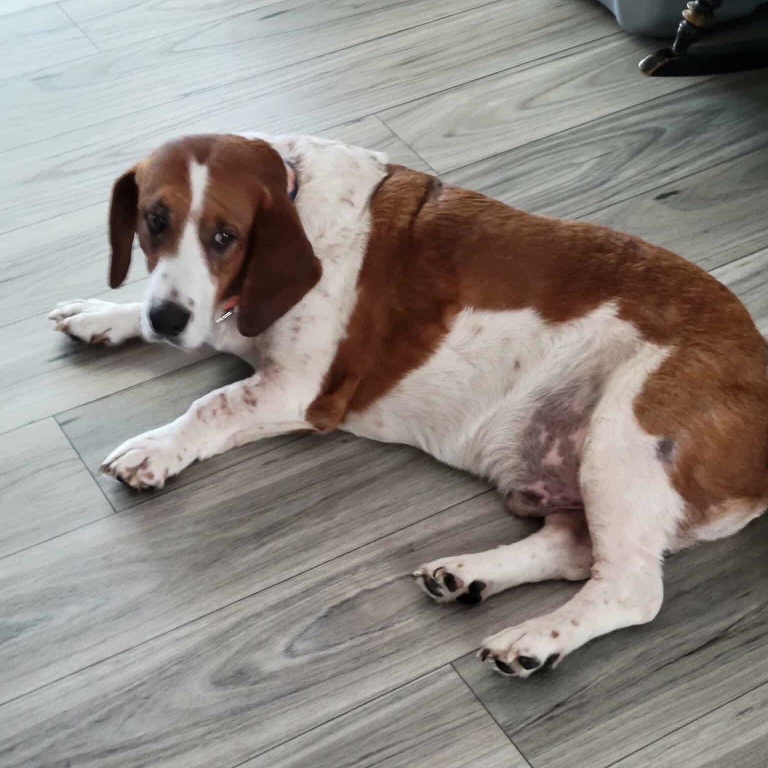 Enlarge Pluto Potato, a ADOPTABLE mixed breed in Port Saint Lucie, FL image 3/6