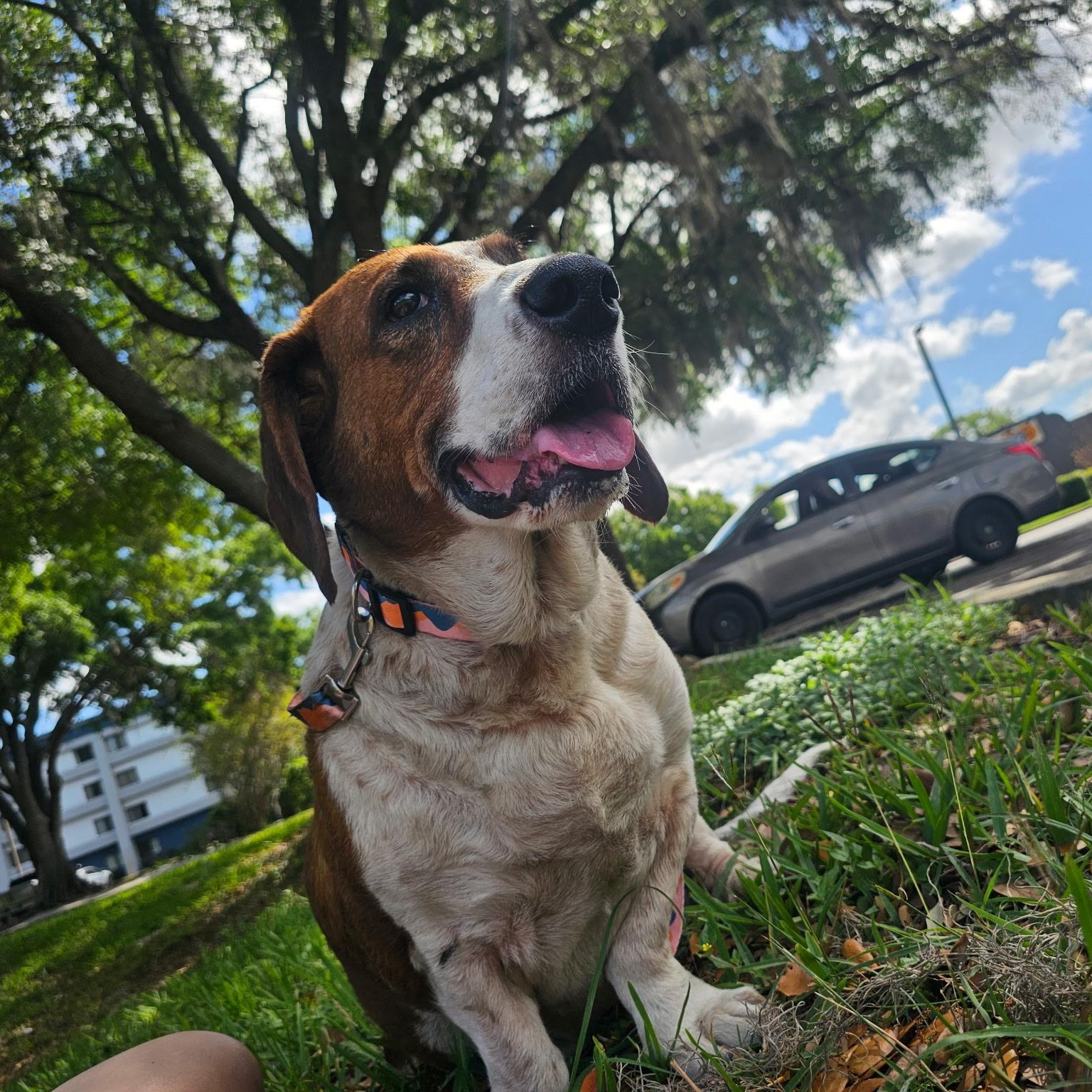 Enlarge Pluto Potato, a ADOPTABLE mixed breed in Port Saint Lucie, FL image 6/6