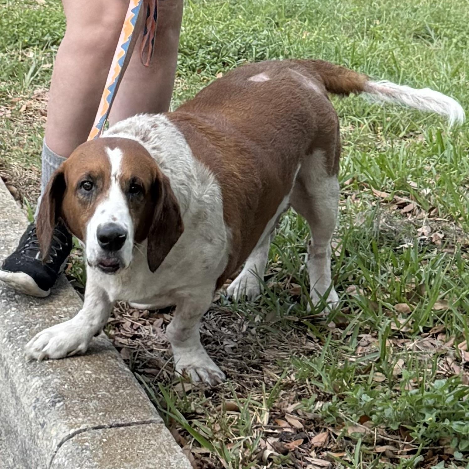 Enlarge Pluto Potato, a ADOPTABLE mixed breed in Port Saint Lucie, FL image 5/6