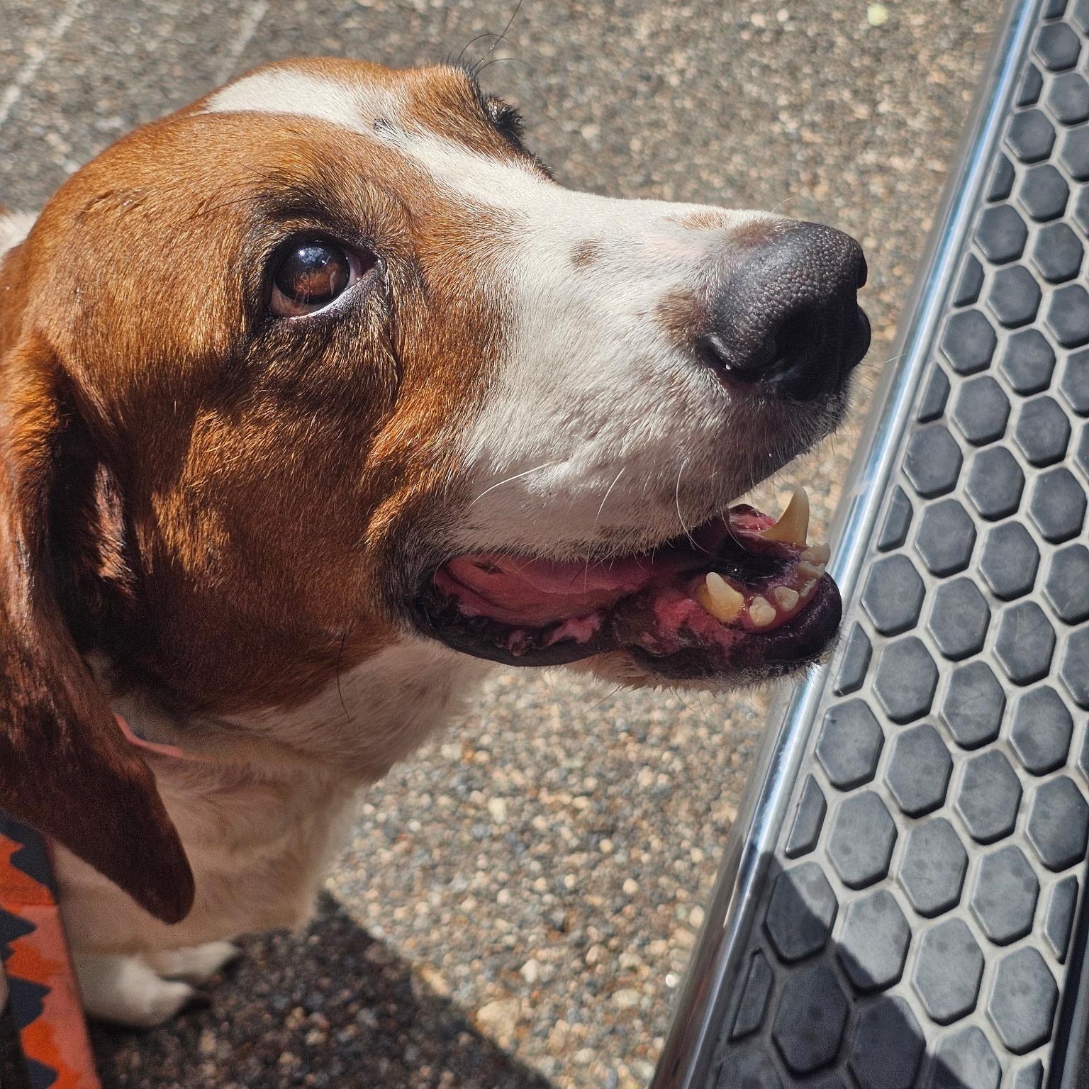 Enlarge Pluto Potato, a ADOPTABLE mixed breed in Port Saint Lucie, FL image 4/6