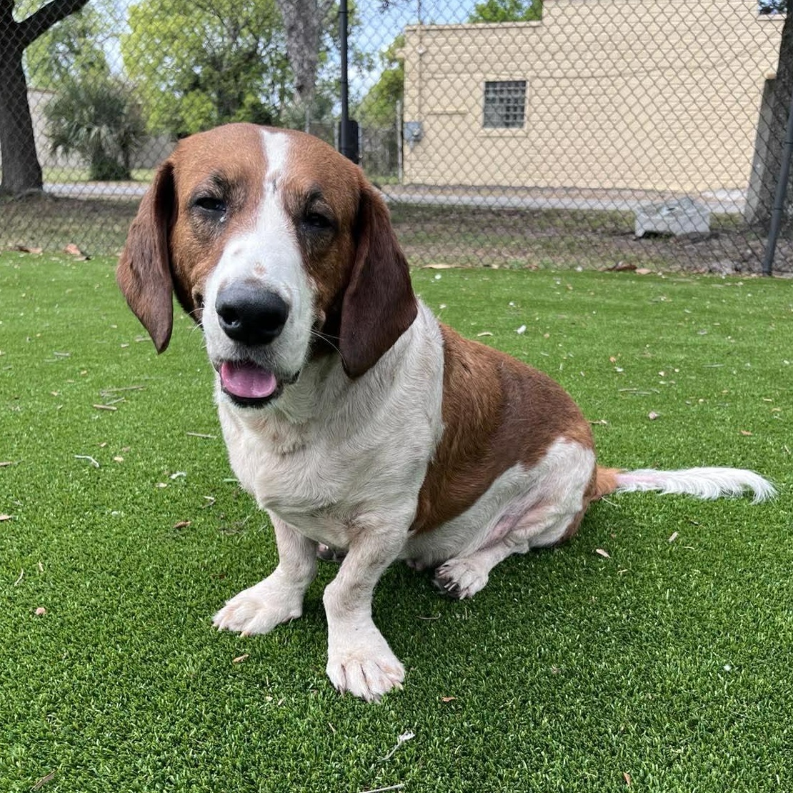 Pluto Potato, ADOPTABLE, Adult Male Basset Hound & Hound.