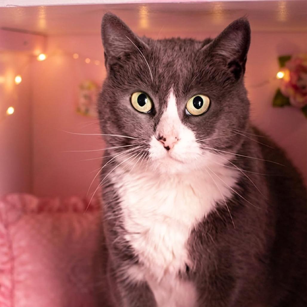 Tiffany, Adoptable, Adult Female Domestic Short Hair.