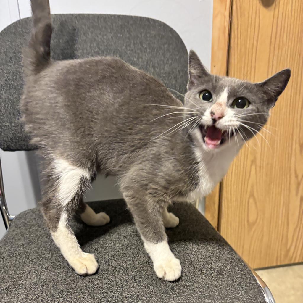 Enlarge Tiffany, a Adoptable Domestic Short Hair in Belleville, IL image 1/2