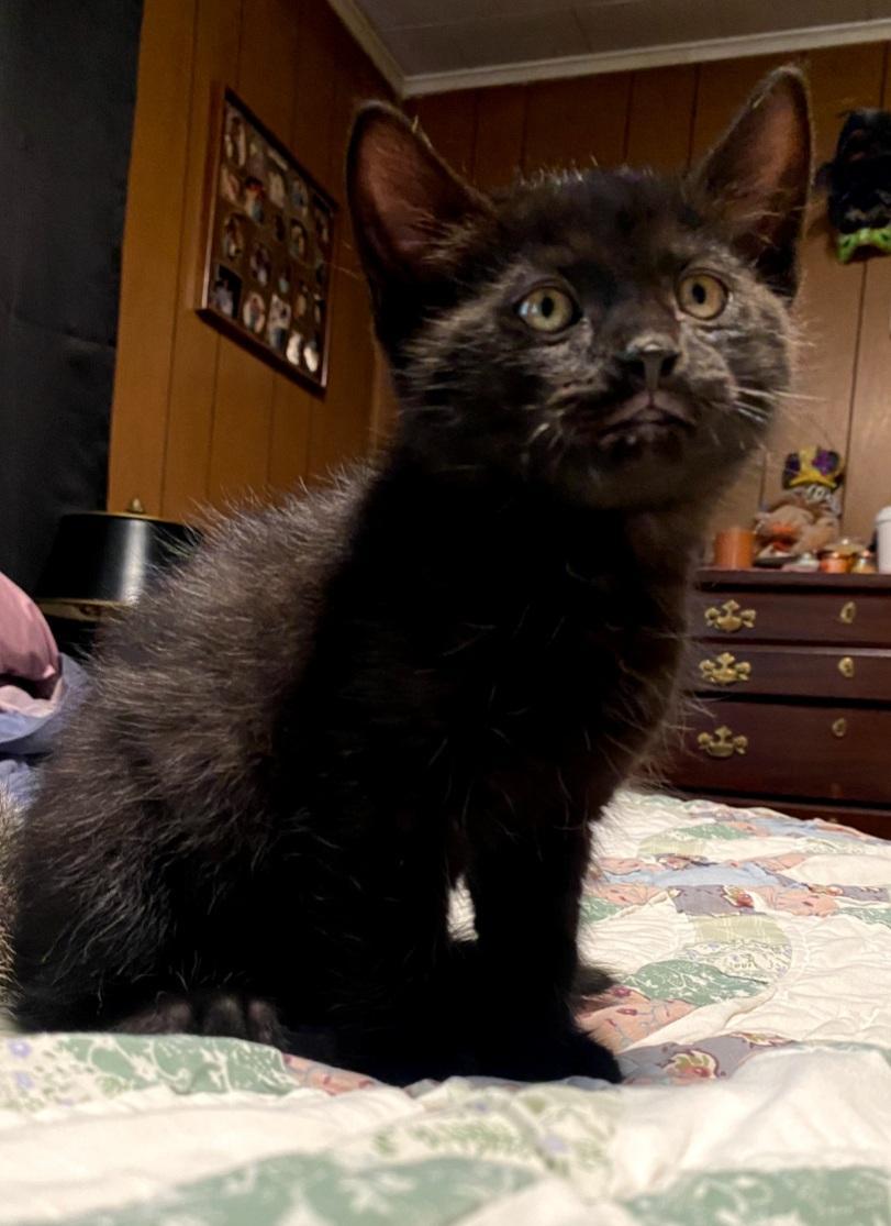 Ravyn, ADOPTABLE, Kitten Female Domestic Short Hair.