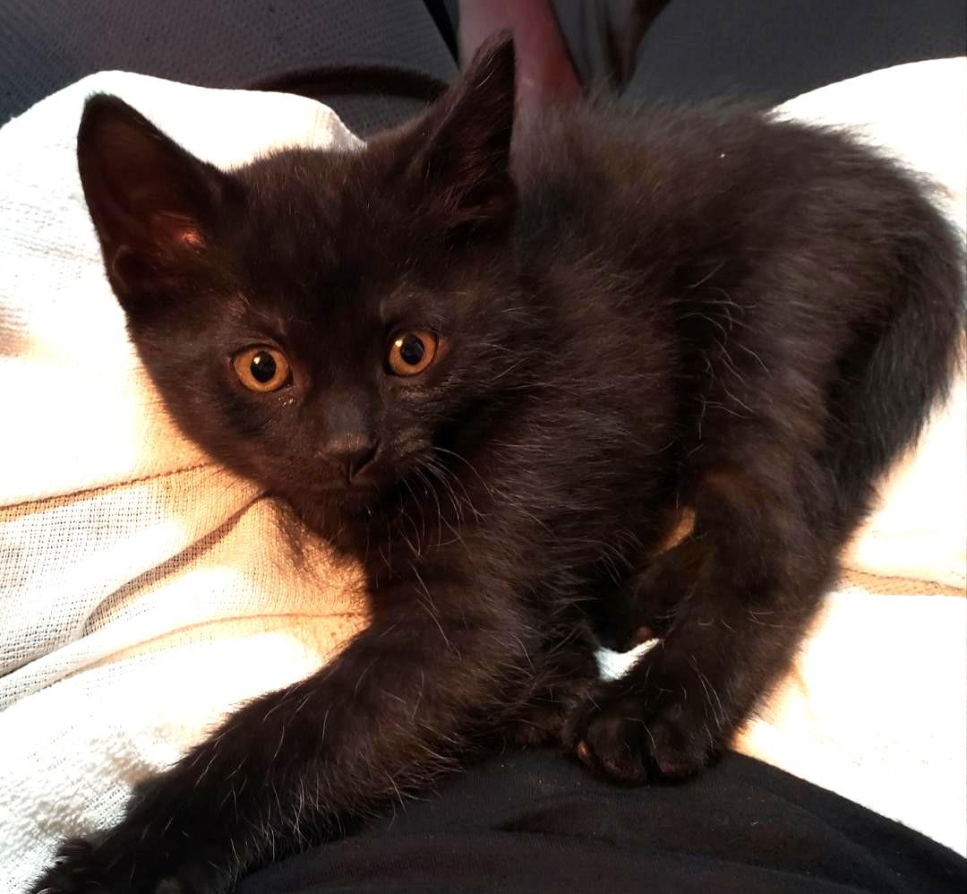 Ravyn, a ADOPTABLE Domestic Short Hair in Sayreville, NJ image 2/5