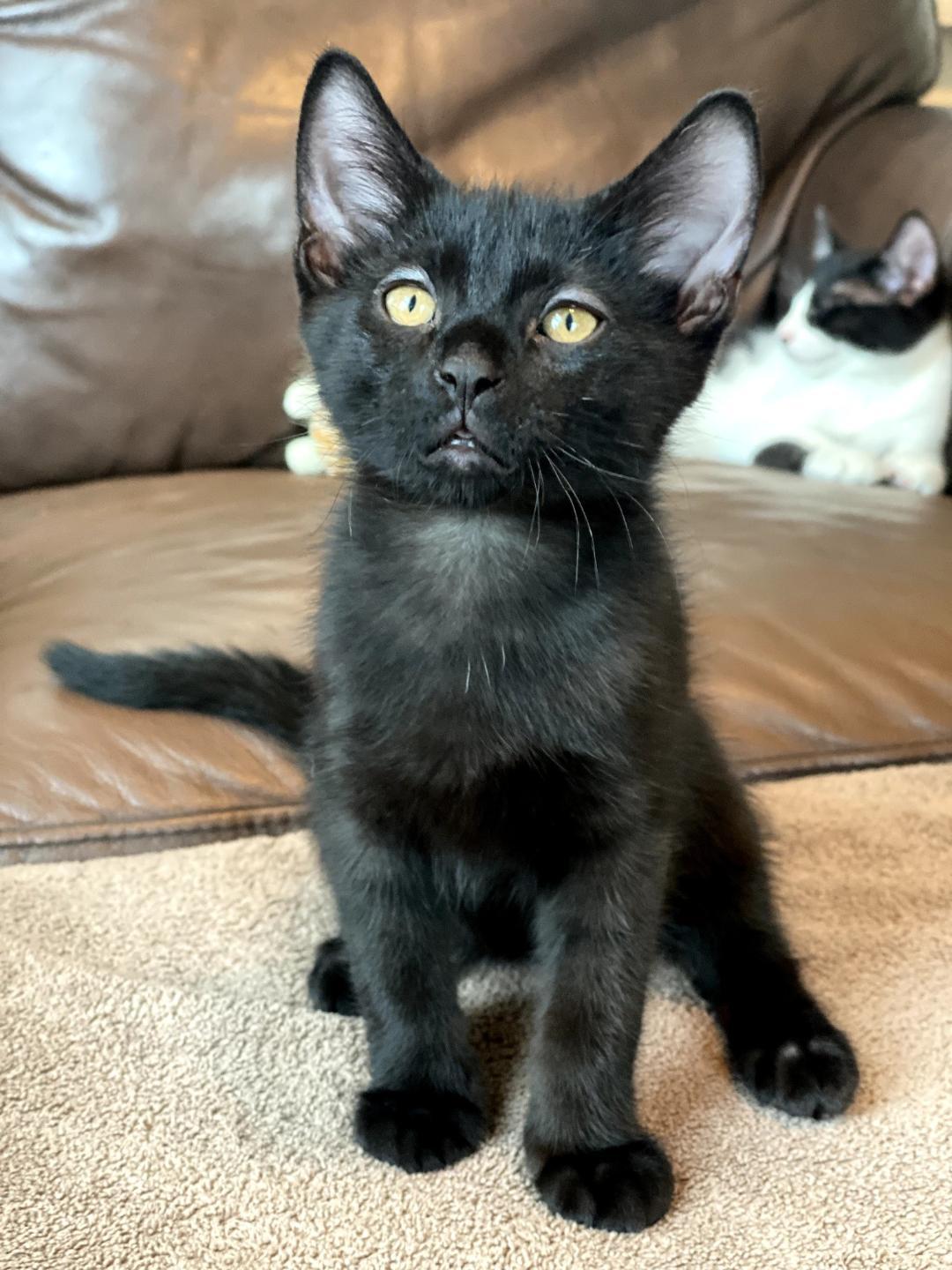 Ravyn, ADOPTABLE, Kitten Female Domestic Short Hair.